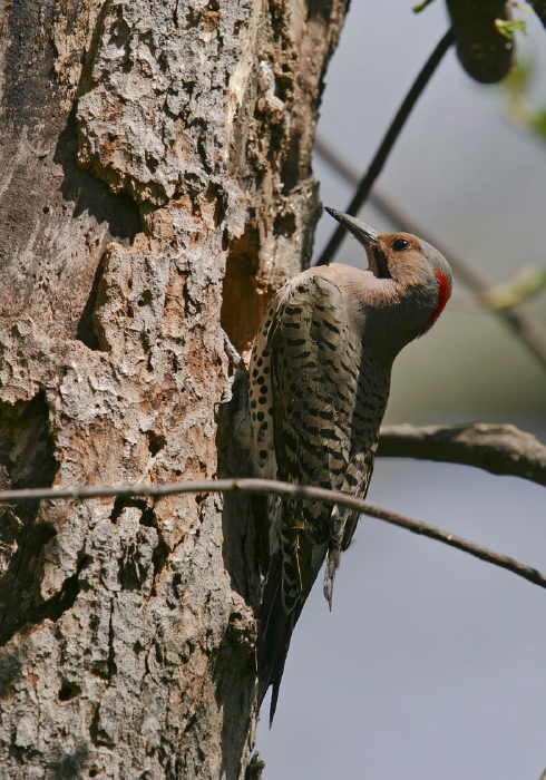 Colaptes auratus Picidae