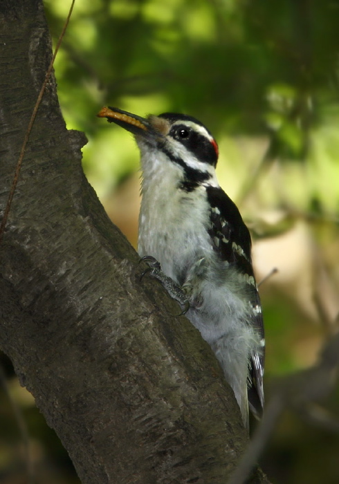Picoides villosus Picidae