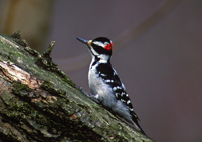 Picoides villosus Picidae