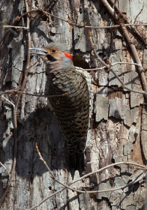 Colaptes auratus Picidae