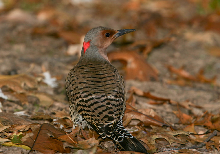 Colaptes auratus Picidae