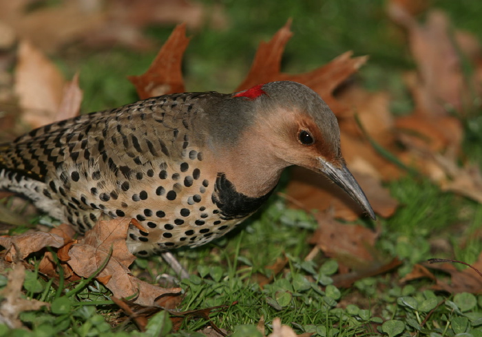 Colaptes auratus Picidae