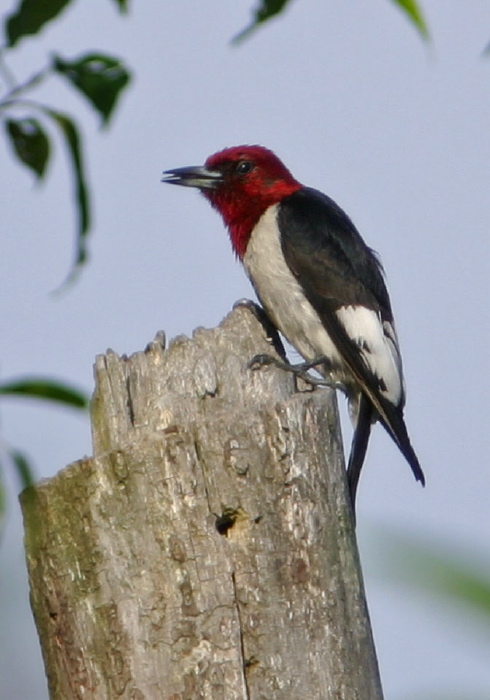 Melanerpes erythrocephalus Picidae