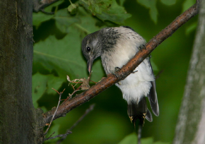 Melanerpes erythrocephalus Picidae