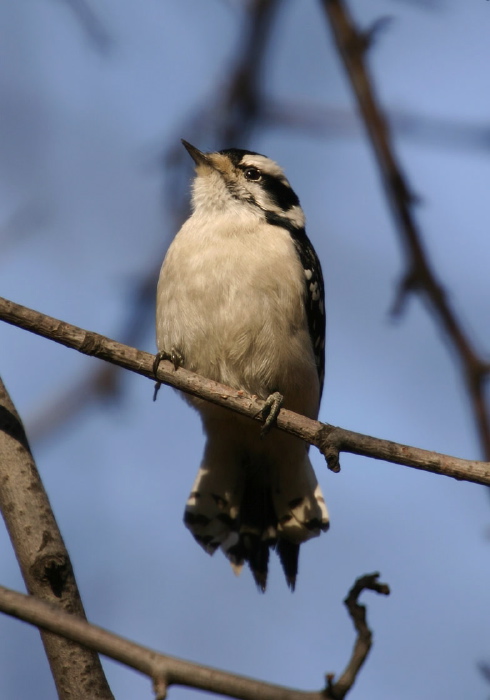 Picoides pubescens Picidae
