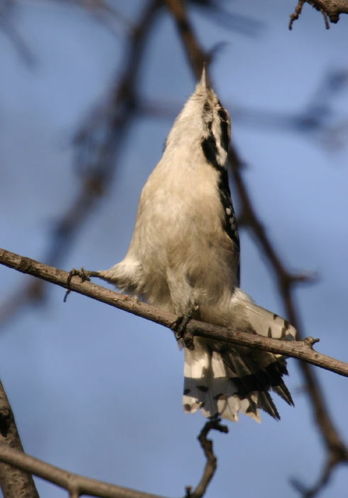 Picoides pubescens Picidae
