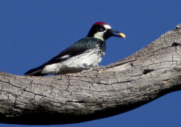 Melanerpes formicivorus Picidae