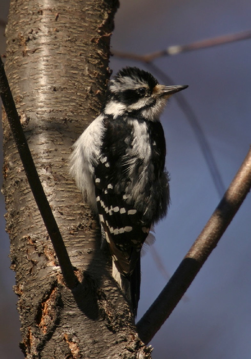 Picoides villosus Picidae