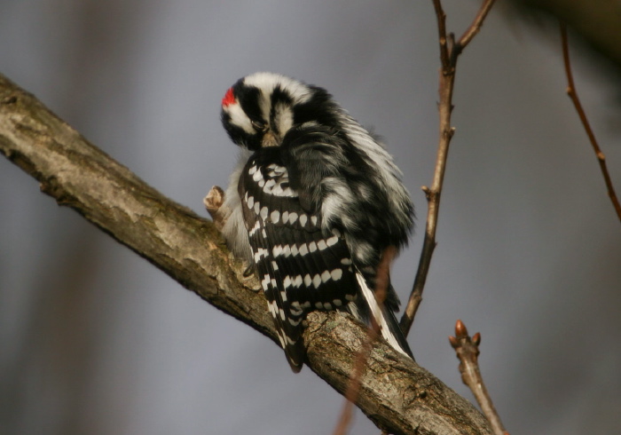 Picoides pubescens Picidae