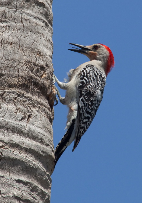 Melanerpes carolinus Picidae