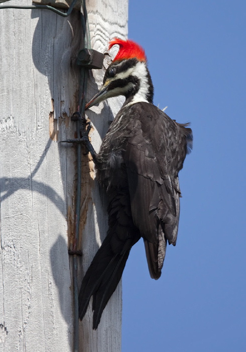 Dryocopus pileatus Picidae