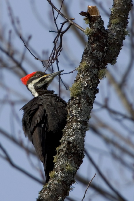 Dryocopus pileatus Picidae