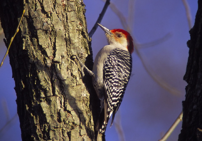 Melanerpes carolinus Picidae