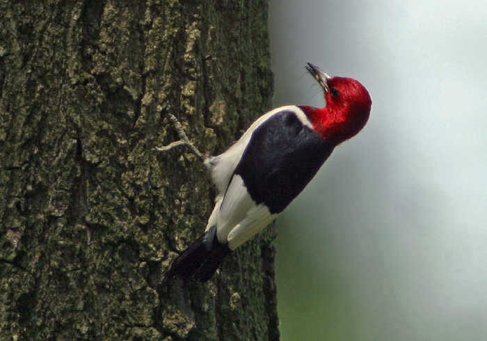 Melanerpes erythrocephalus Picidae