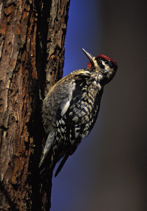 Sphyrapicus varius Picidae