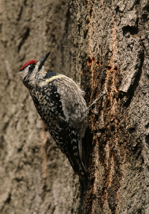 Sphyrapicus varius Picidae