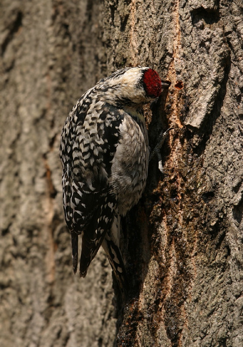 Sphyrapicus varius Picidae