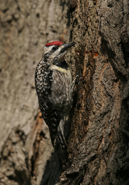 Sphyrapicus varius Picidae