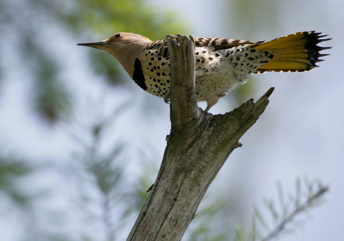 Colaptes auratus Picidae