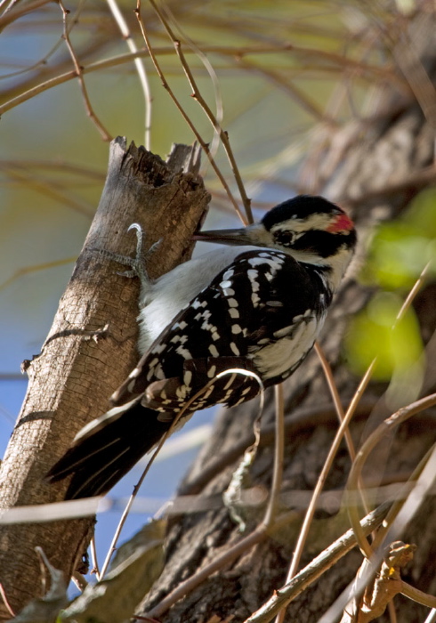 Picoides villosus Picidae