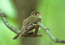 acadian_flycatcher