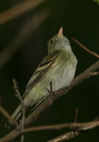 acadian_flycatcher0665