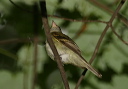 acadian_flycatcher972