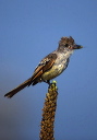 ash-throated_flycatcher