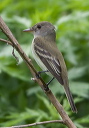 flycatcher_0908