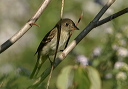img_2151_flycatcher