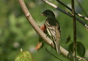 img_2168_flycatcher