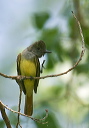 img_2248_myiarchus