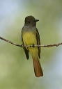 img_2261_flycatcher