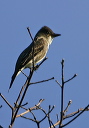 img_4546_flycatcher