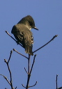 img_4550_flycatcher
