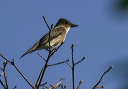 img_4553_flycatcher