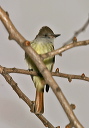 img_5756_myiarchus