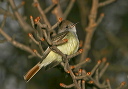img_5764_myiarchus
