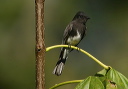 img_6865_phoebe