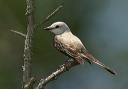 img_8939_flycatcher