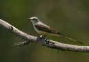 img_8992_flycatcher