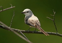 img_9019_flycatcher
