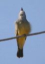 kingbird_2593