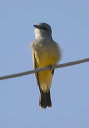 kingbird_2595