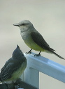 western_kingbird169