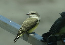 western_kingbird171
