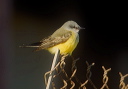 western_kingbird_001