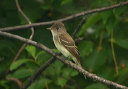 willow_flycatcher971