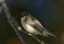 zh3z5348_phoebe