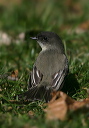 zh3z5443_phoebe
